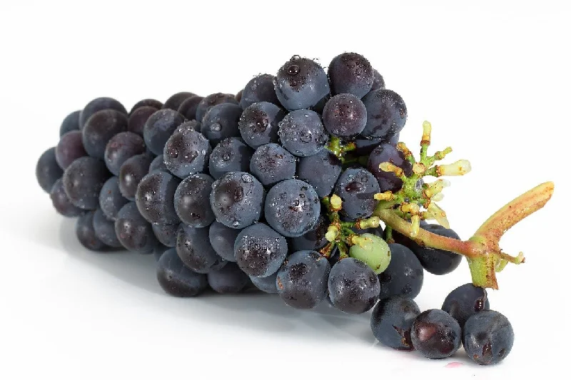 - Winter warm clothes for short-haired dogsCoronation Grapes
